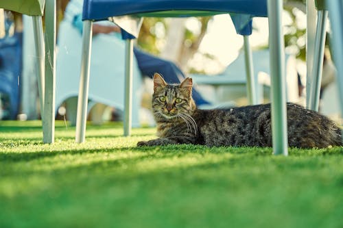 Δωρεάν στοκ φωτογραφιών με tabby cat, αιλουροειδές, γρασίδι