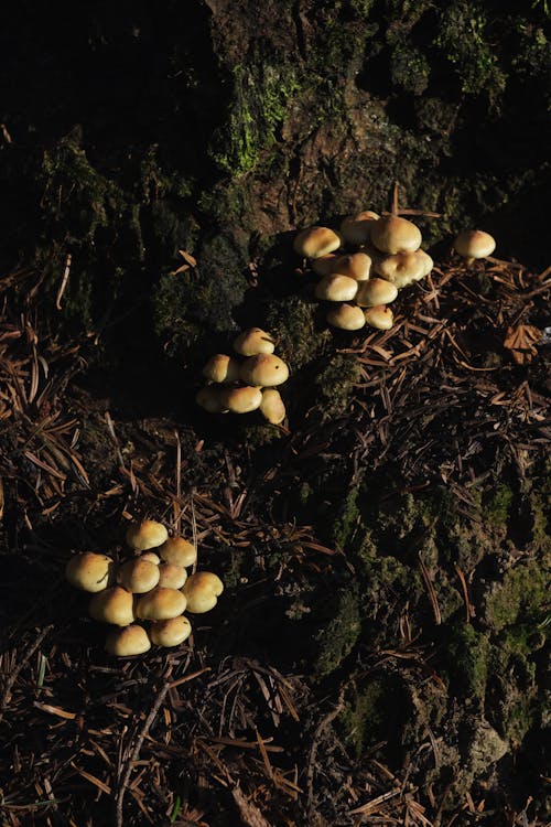 Gratis arkivbilde med nærbilde, natur, selektiv fokus