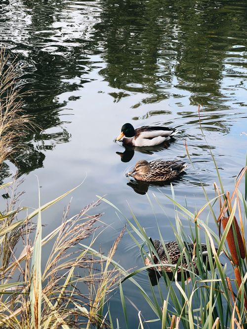 Free Two mallard ducks gracefully glide on a serene lake surrounded by lush greenery. Stock Photo