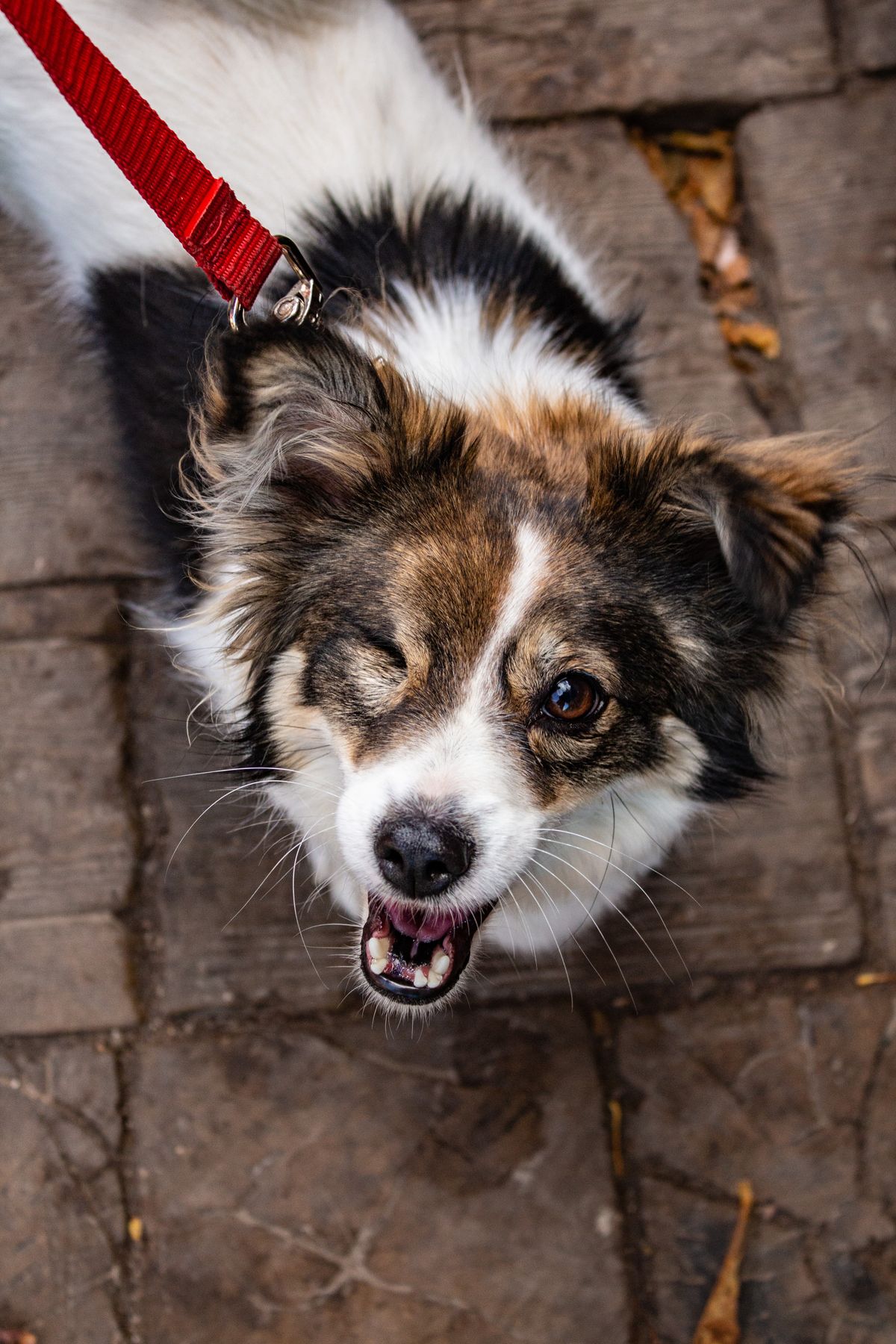 Petit chien tricolore vu de dessus gardant un œil fermé, l'autre œil grand ouvert