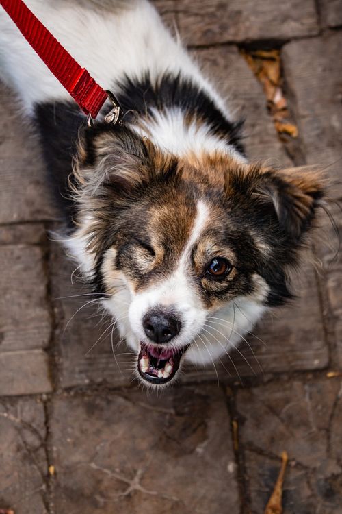 Free A playful dog on a leash winking at the camera outdoors in Grodno, Belarus. Stock Photo