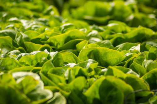 Free A vibrant close-up of lush green lettuce leaves in a farm setting under bright sunlight. Stock Photo