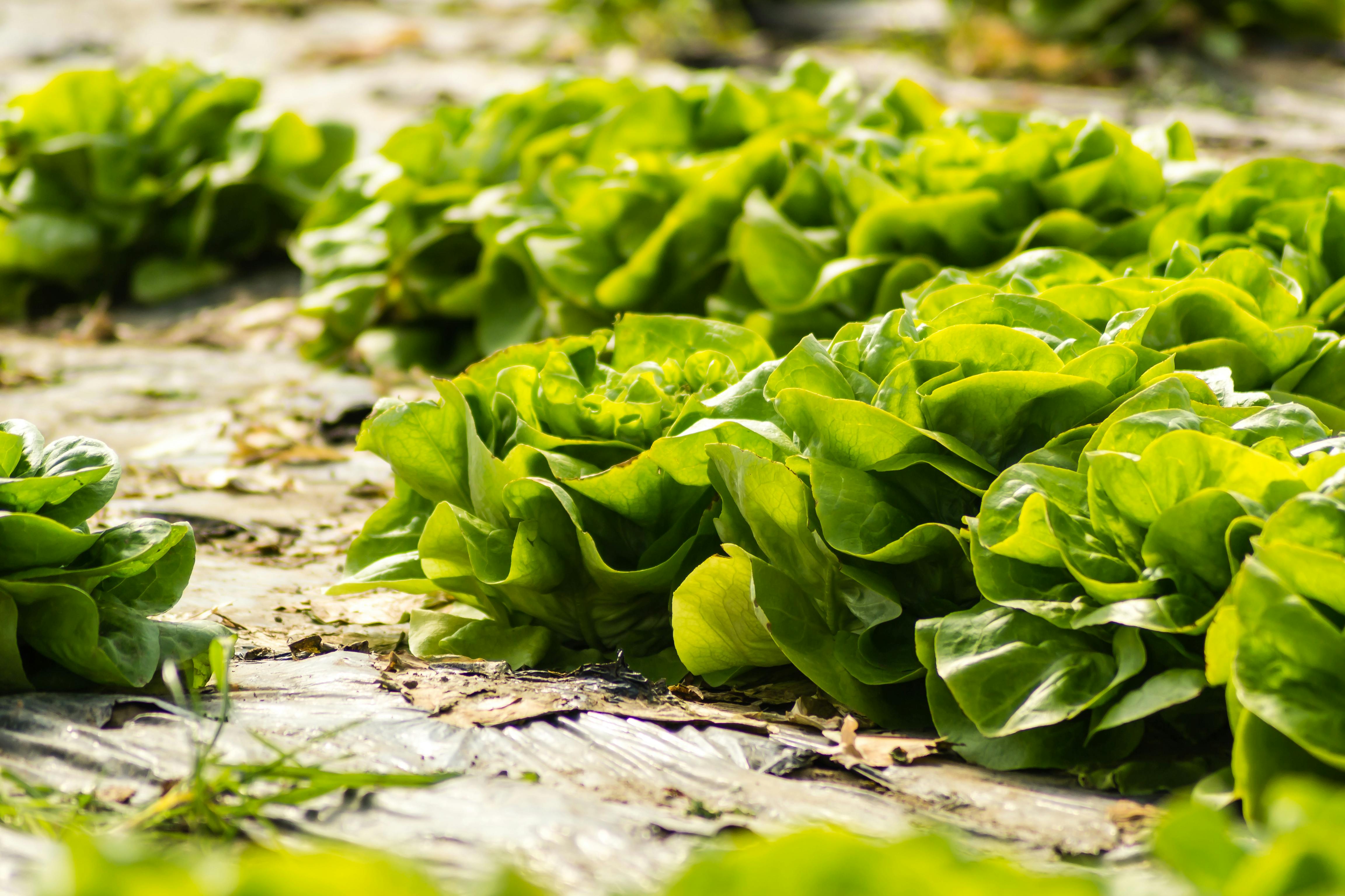 Fresh Lettuce Growing on a Greenhouse · Free Stock Photo