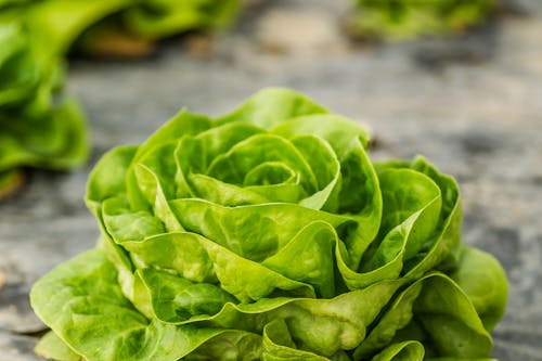 A Lettuce with Healthy Leaves 