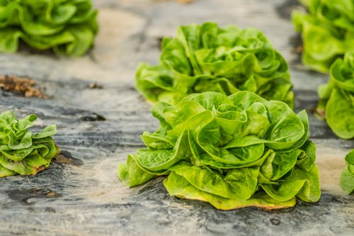 Nutricious Lettuce with Green Leaves 