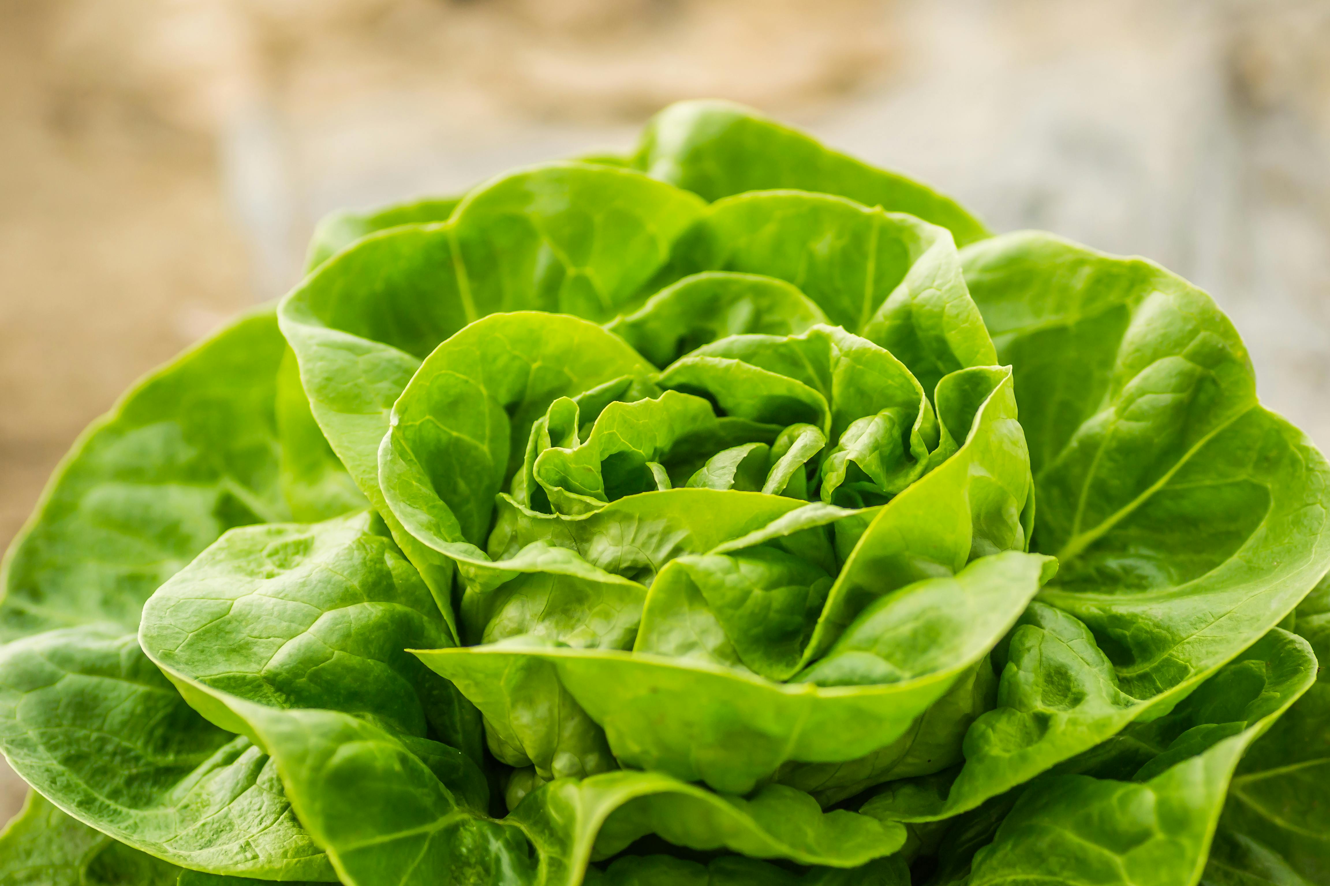 Which lettuce is the healthiest?