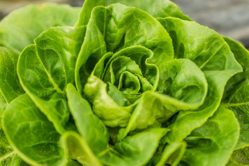 Free Detailed close-up of a vibrant green lettuce, showcasing its lush and fresh appearance. Stock Photo