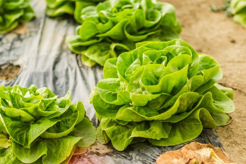 Free Close-up of fresh green lettuce growing in soil at a farm in Novi Sad, Serbia. Stock Photo