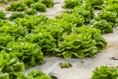 Free Vibrant green lettuce plants growing in rows in a Serbian greenhouse, showcasing agricultural productivity. Stock Photo