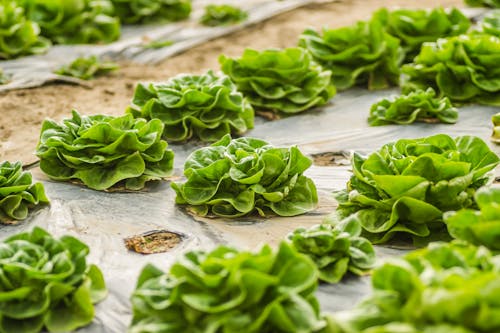 Green Lettuce Growing on a Greenhouse