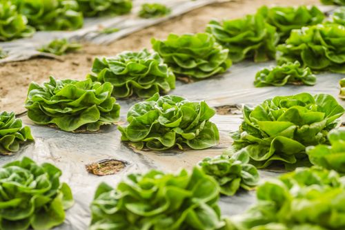Free Healthy green lettuce plants growing in a farm in Novi Sad, Serbia, showcasing agricultural abundance. Stock Photo