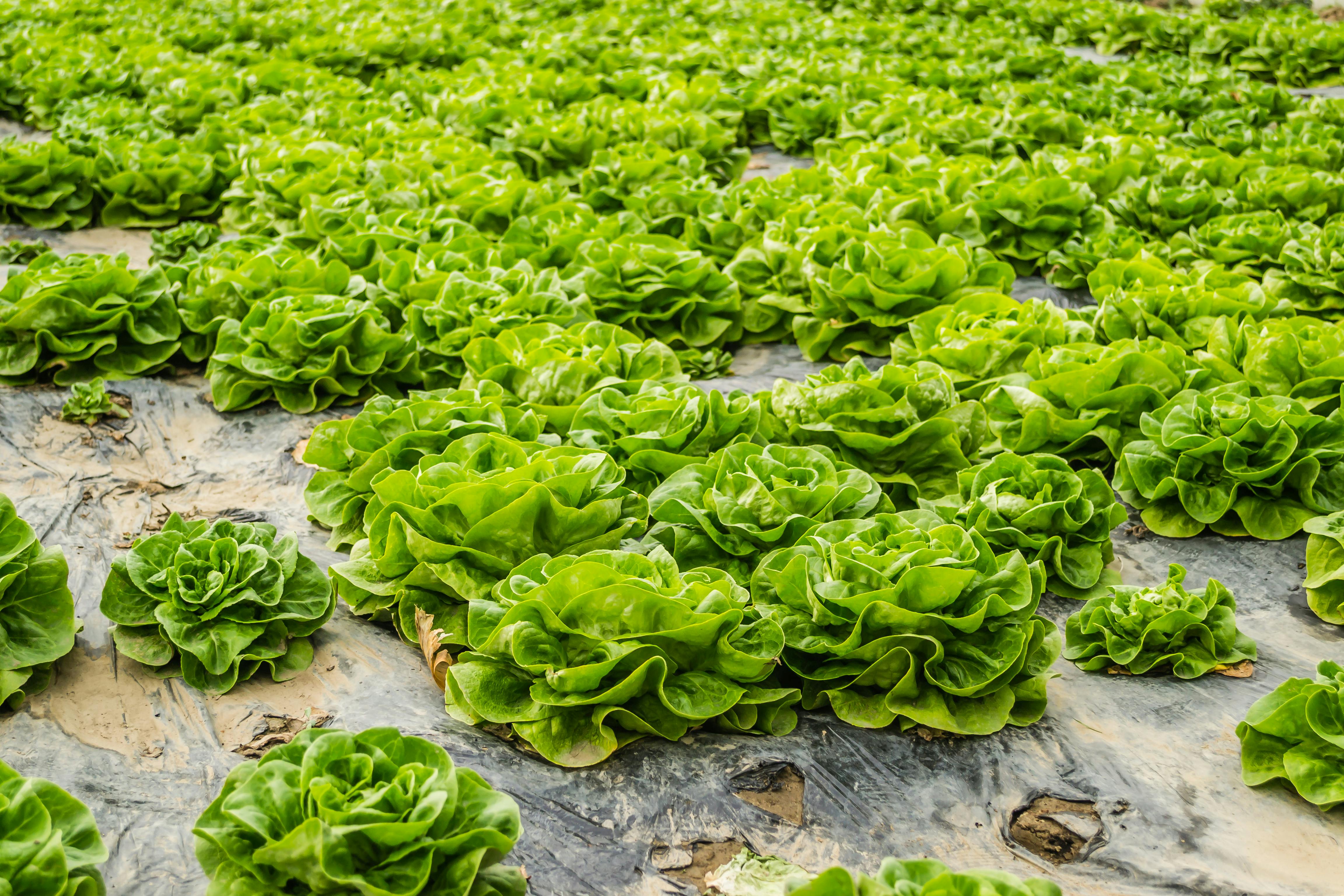 Rows of Flower Shaped Lettuce · Free Stock Photo