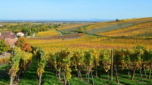 Free Picturesque Photo of a Vineyard Stock Photo