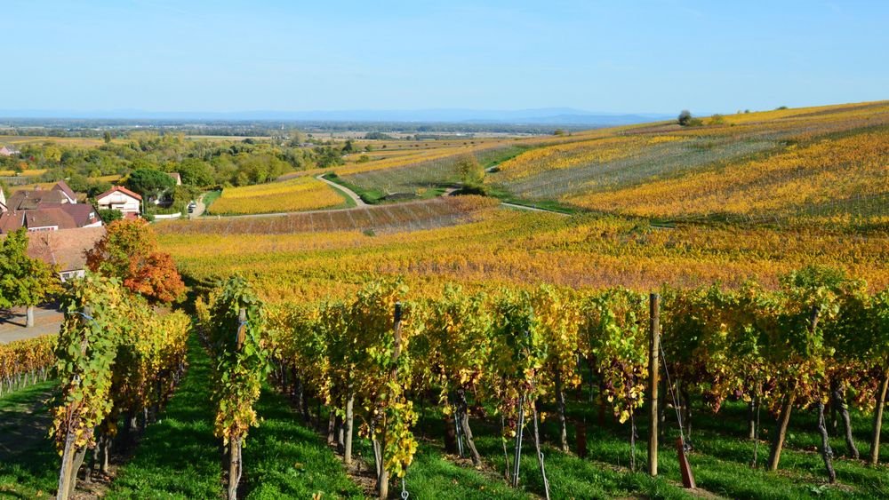 Wine estates & olive mills