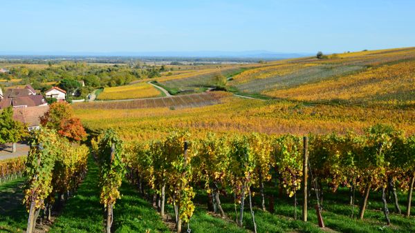 Vineyard landscape