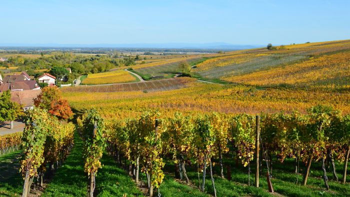 Winery vineyard grounds