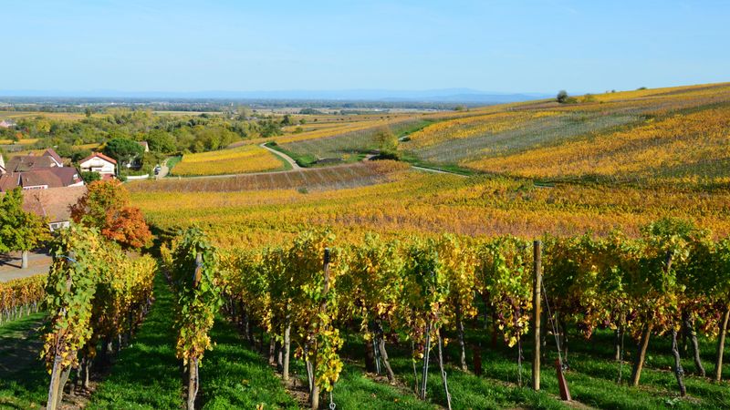 Wedding ceremony at a vineyard venue in regional Victoria