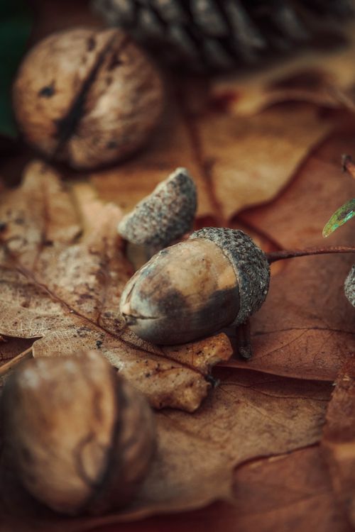 Free Detailed view of acorns nestled among brown autumn leaves, capturing fall essence. Stock Photo