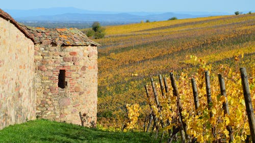 Stone Building in the Vineyard