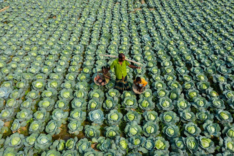 Man With Children In A Field Of Cabbage