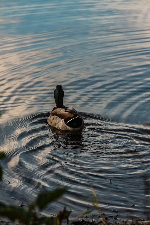 Mallard Duck on Water