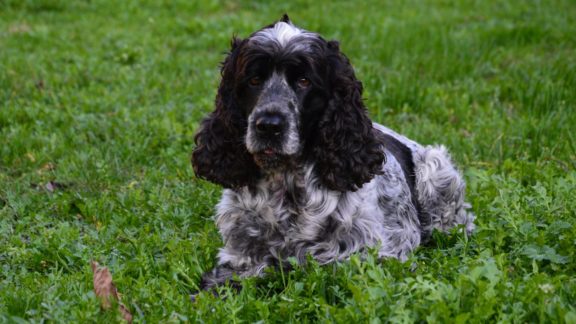 Black and White Spaniel Dog Lying on a Green Grass