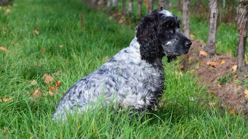 Free A beautiful English Cocker Spaniel sitting on lush green grass in a park setting. Stock Photo