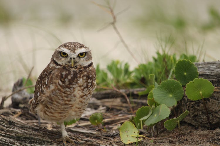 Burrowing Owl Beside Green Leaves