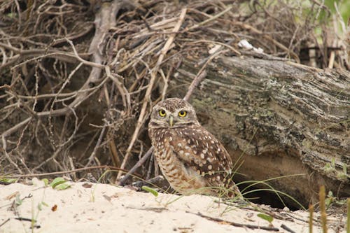 Brown Owl on White Sand