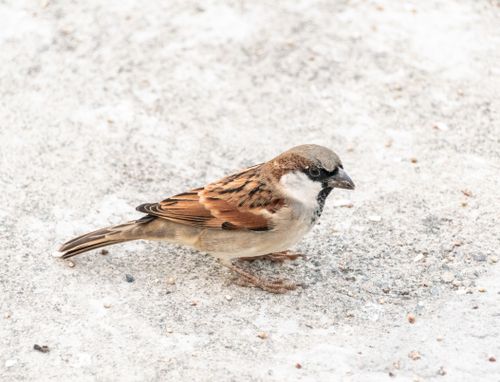 Free Detailed photo of a house sparrow standing on a rough concrete surface. Stock Photo