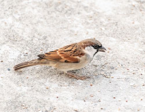 Free Detailed shot of a sparrow on sandy surface, showcasing feather patterns. Stock Photo