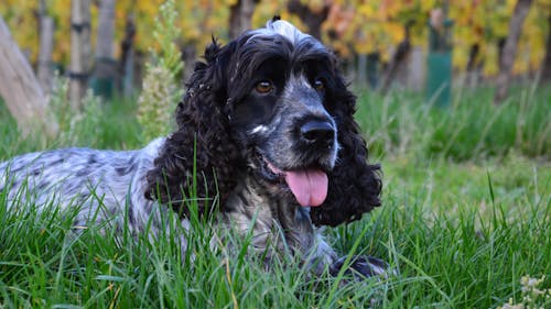 Free Black and White Long Coated Dog Lying on Green Grass Stock Photo