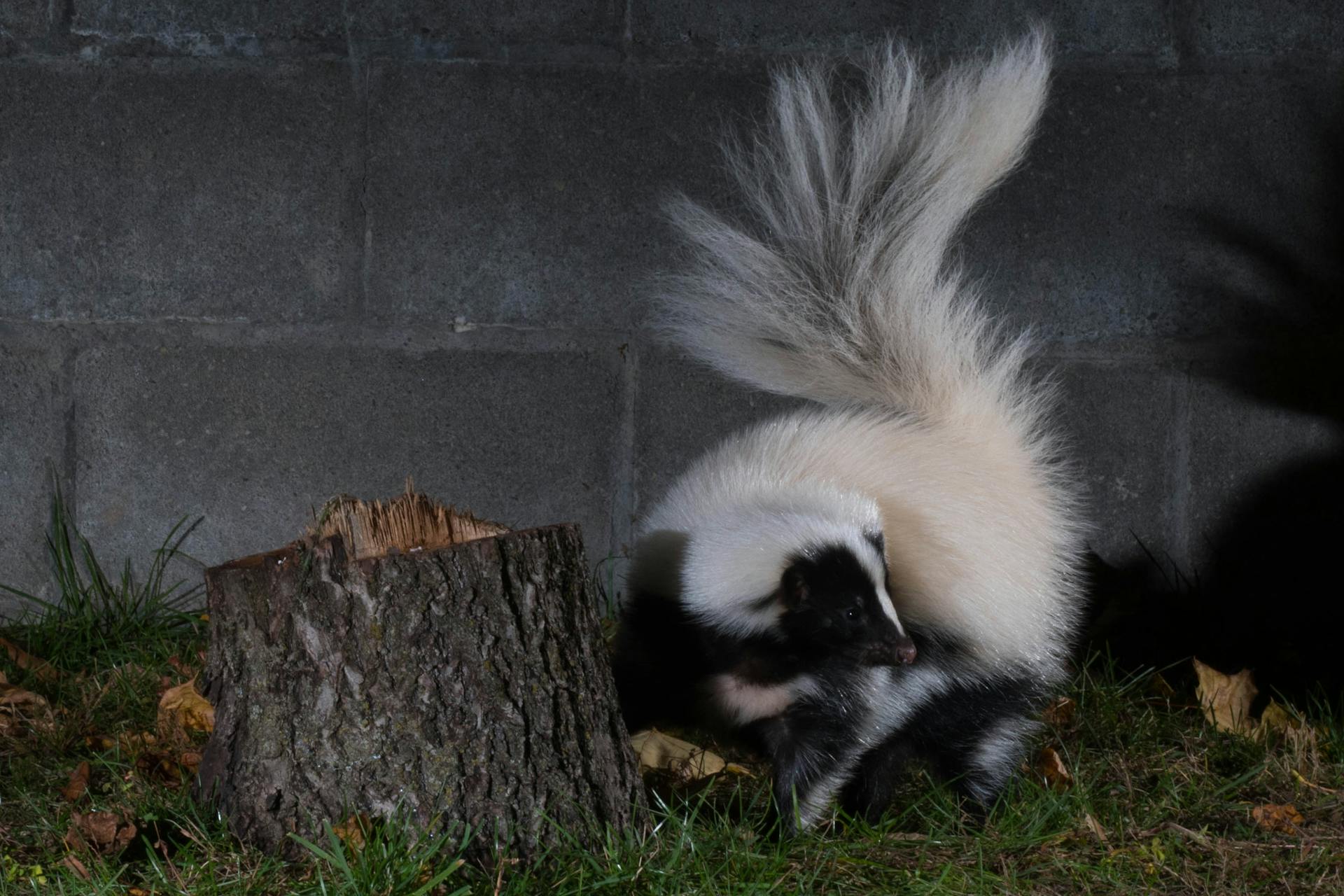 A Hooded Skunk by a Tree Stump