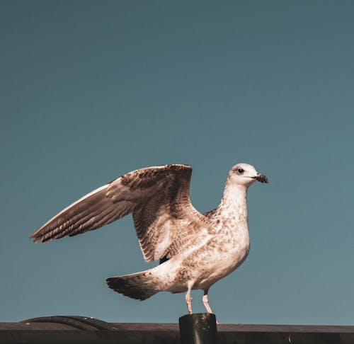 Photos gratuites de aile, animal, aviaire