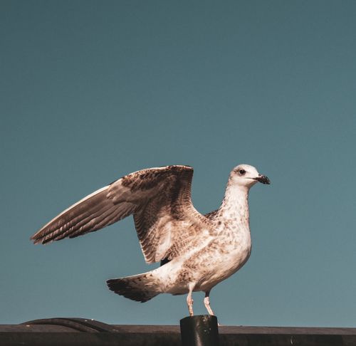 Free A gull spreading its wings against a clear blue sky. Perfect for wildlife enthusiasts. Stock Photo