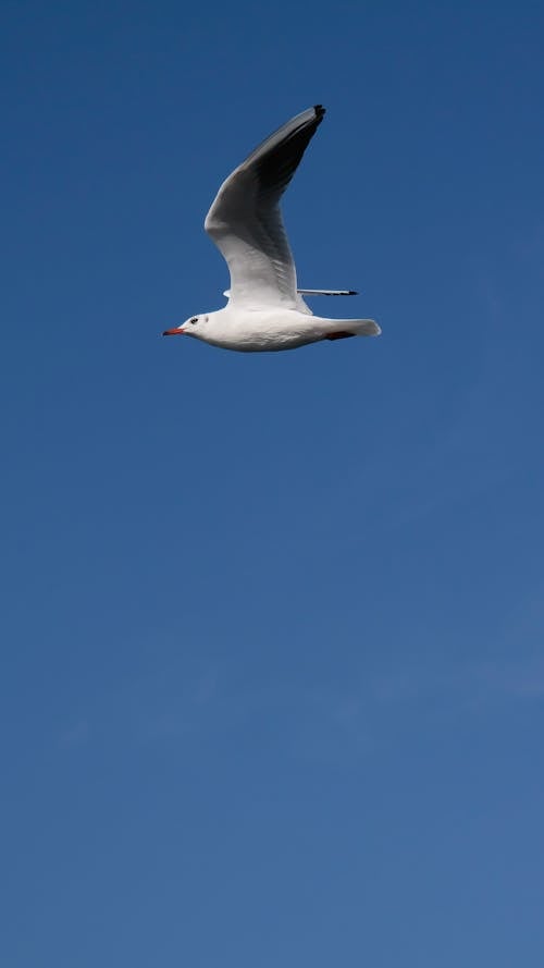 Free White Seagull Flying Stock Photo