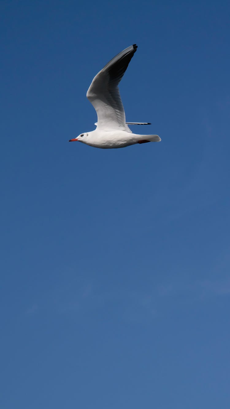 White Seagull Flying