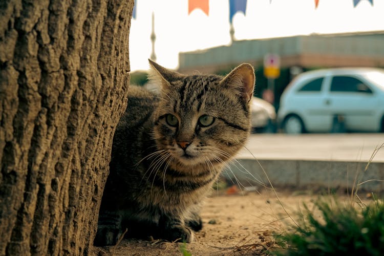 Cat Sitting Behind A Tree