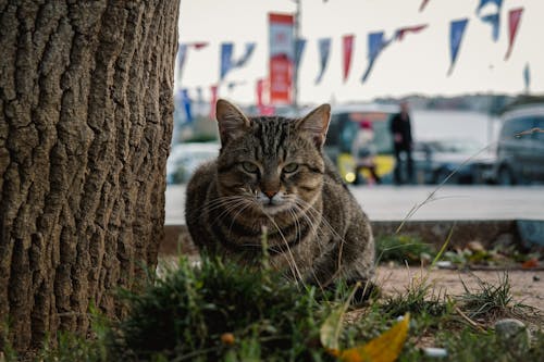 Kostnadsfri bild av djurfotografi, förtjusande, katt