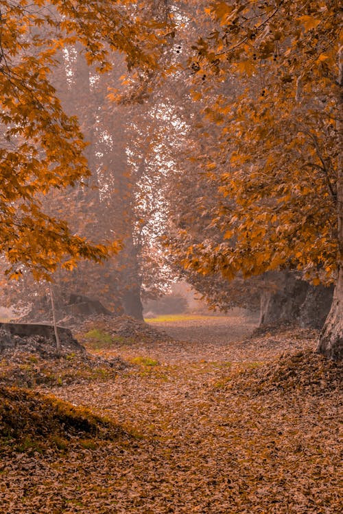 Colorful Trees in Forest in Autumn