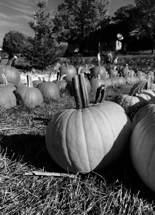 Ingyenes stockfotó fekete-fehér, fekete-fehér halloween, halloween témában