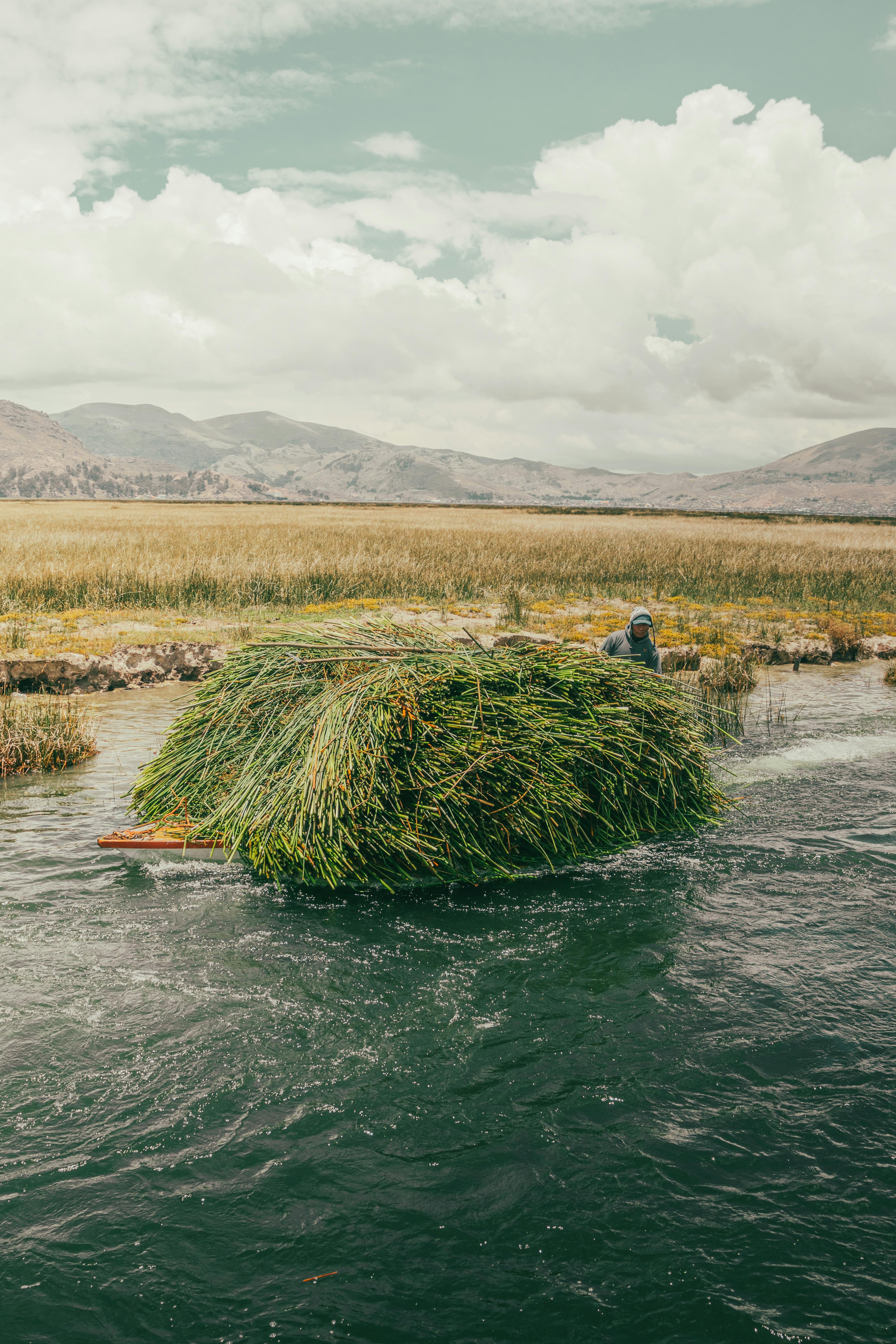 A farmer gathers reeds on Lake Titicaca, surrounded by Andes mountains.