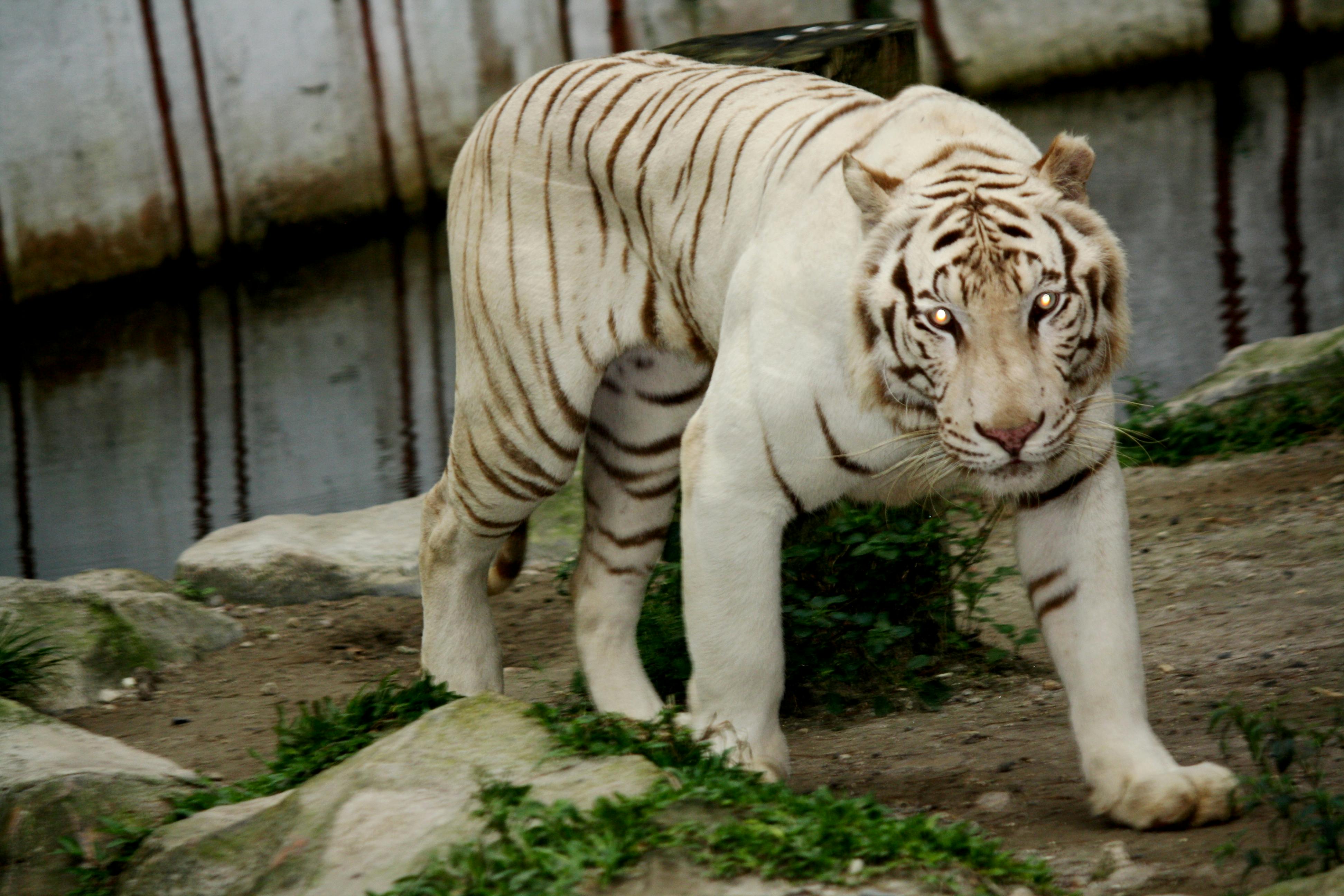 Free stock photo of tiger, wild animal