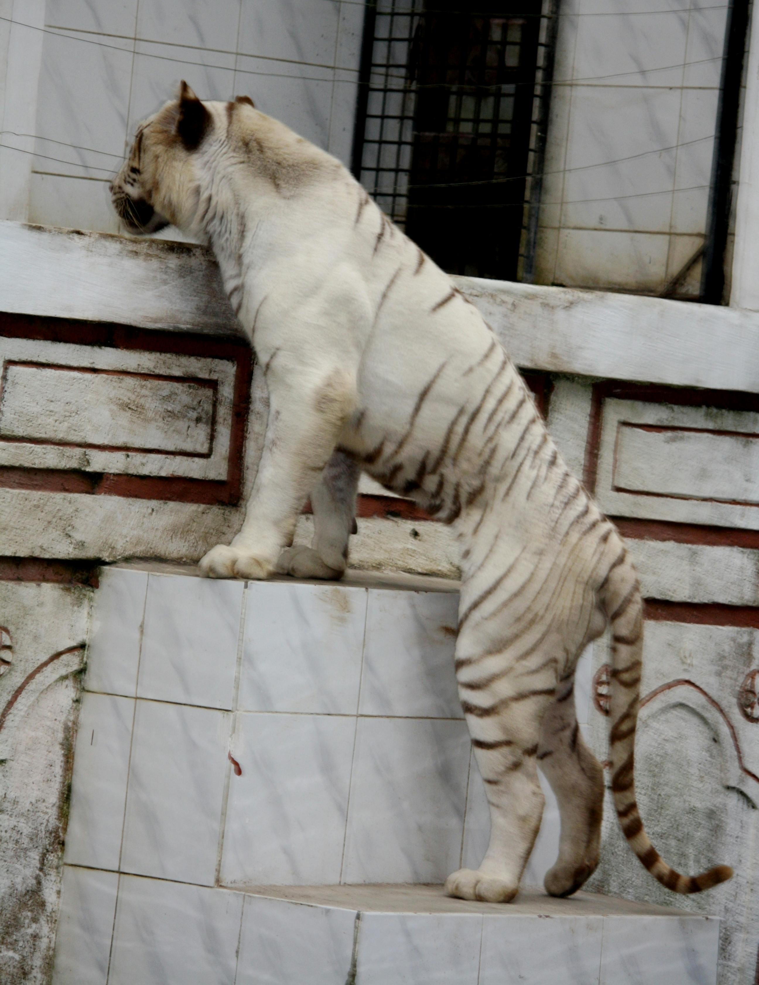 A whimsical garden with a treehouse, a pond, and a bridge.