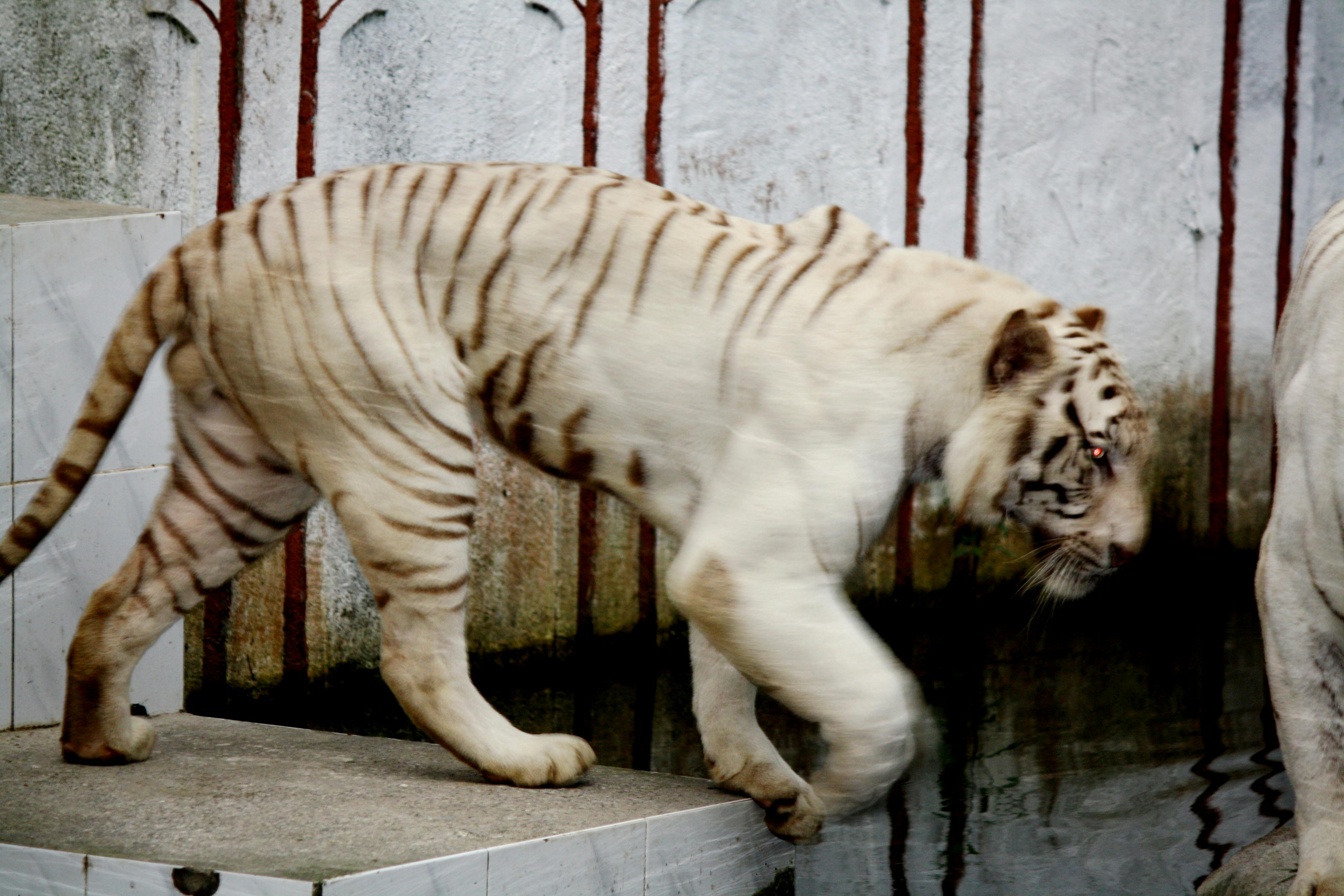 A whimsical garden with a birdhouse, a wishing well, and a statue of a fairy.