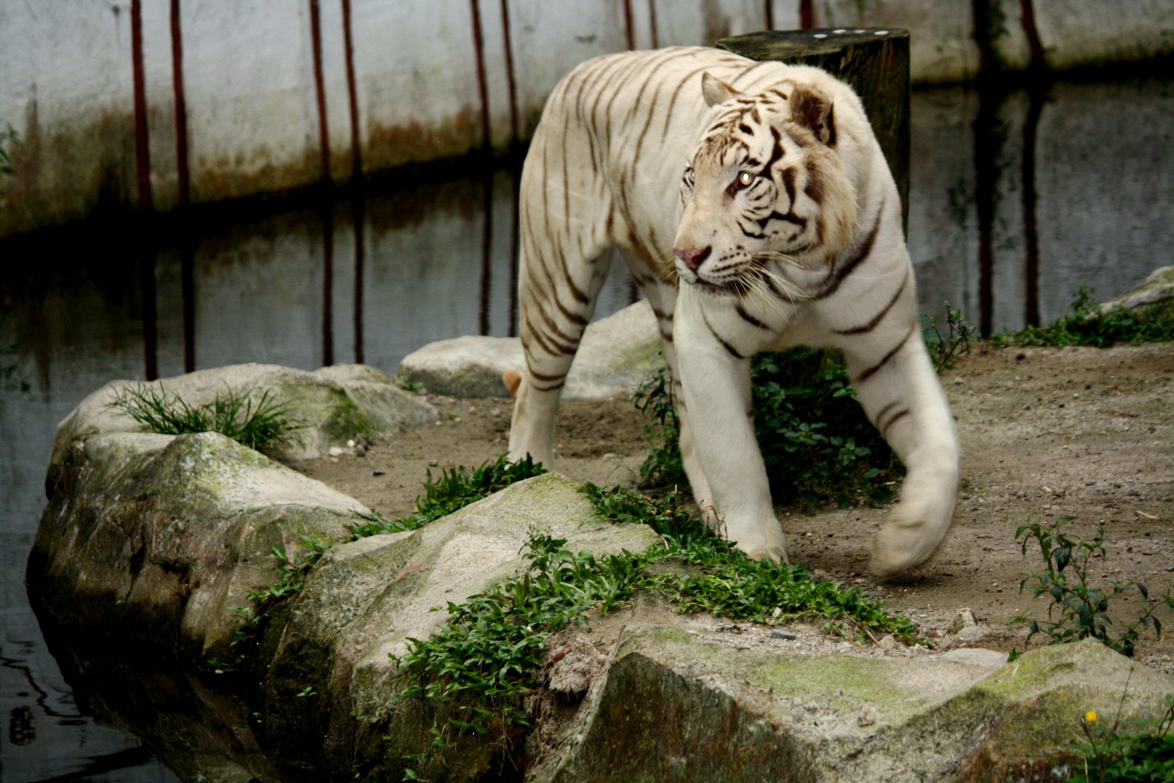 A whimsical garden with a birdhouse, a wishing well, and a statue of a gnome.