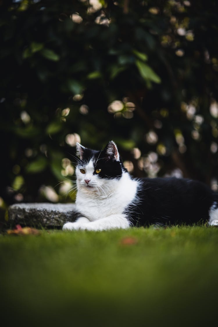 Cat Lying On Grass