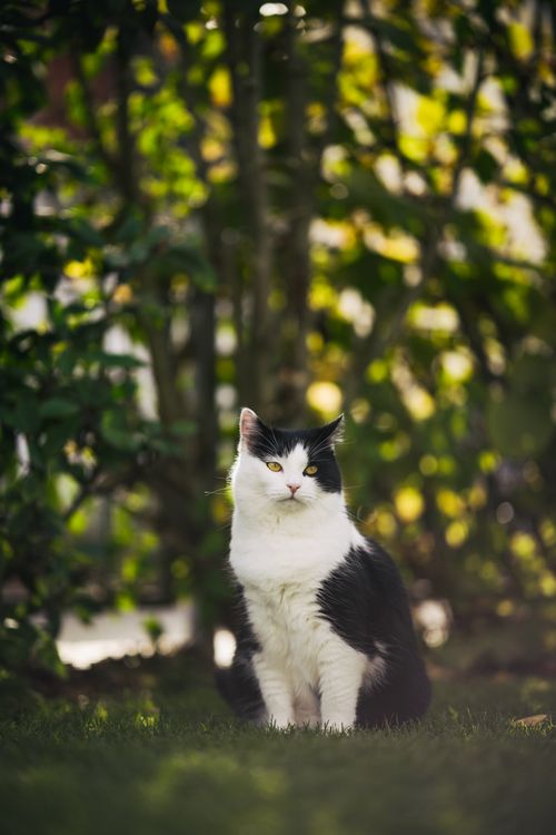 Free Adorable tuxedo cat sits attentively in lush garden with blurred background. Ideal for pet lovers and nature themes. Stock Photo