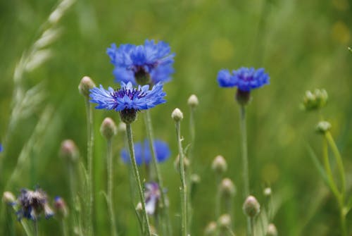 Kostenloses Stock Foto zu blühen, blühende blumen, blumen