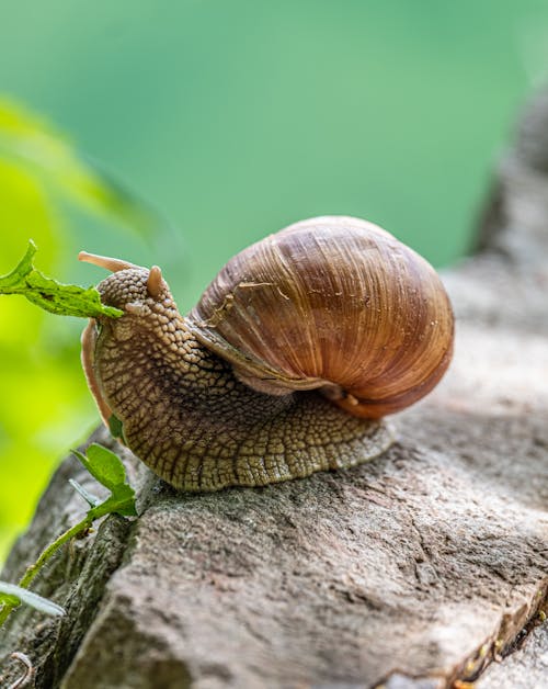 Ingyenes stockfotó állat, állatfotók, csiga témában